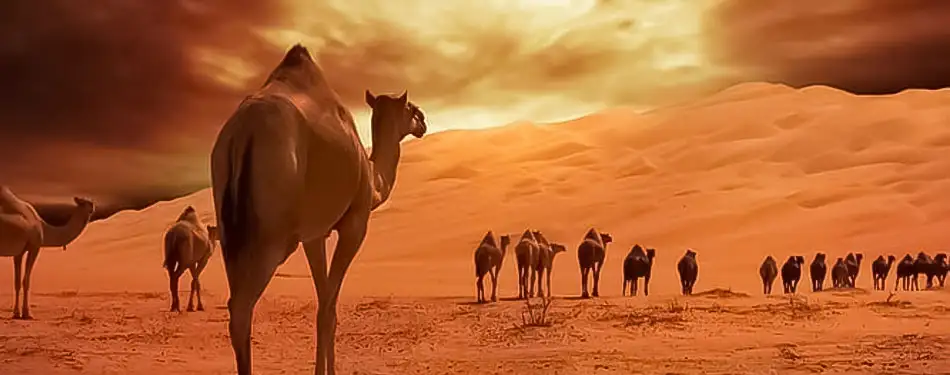 Photography Tips for Evening Desert Safari