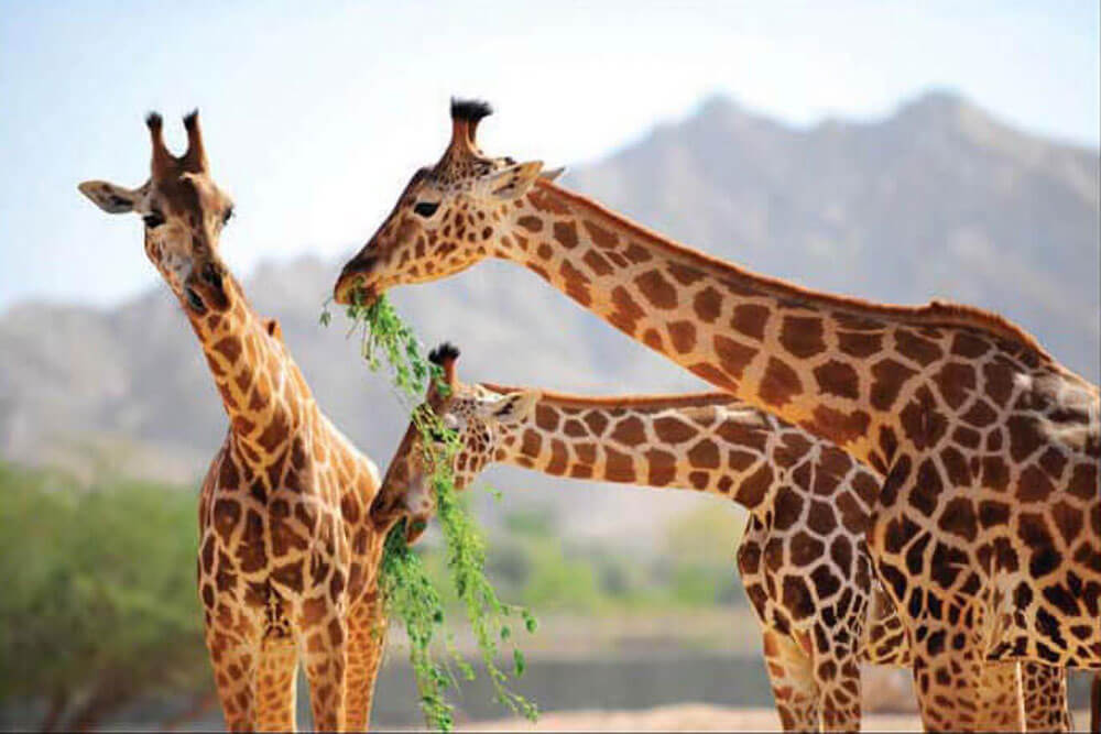 al ain city tour from dubai